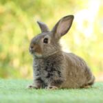 Asombrosas características de los conejos que te sorprenderán