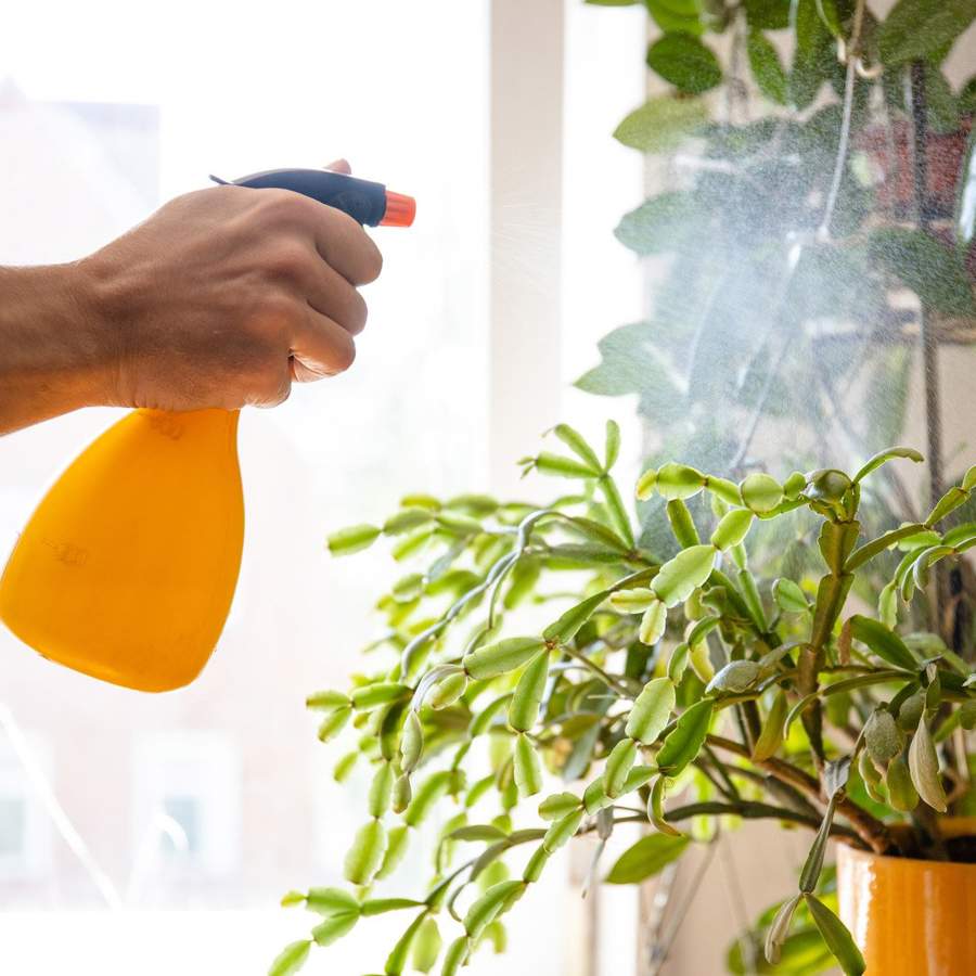 Bicarbonato en plantas: usos aplicación y recomendaciones importantes