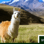 Fauna única de la sierra peruana