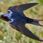 Asombrosas características de la golondrina