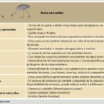 Aves zancudas: características y ejemplos destacados
